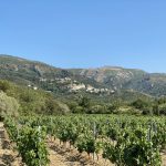 Vignobles