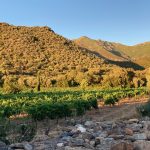 Vignobles